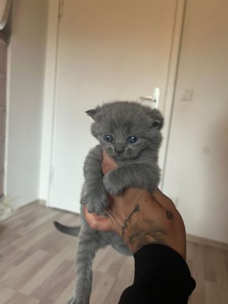 Wunderschöne BKH KITTEN KATER