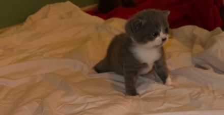 Wunderschöne BKH KITTEN KATER