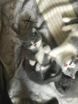 Wunderschöne BKH KITTEN KATER