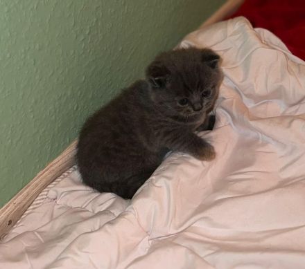 Wunderschöne BKH KITTEN KATER