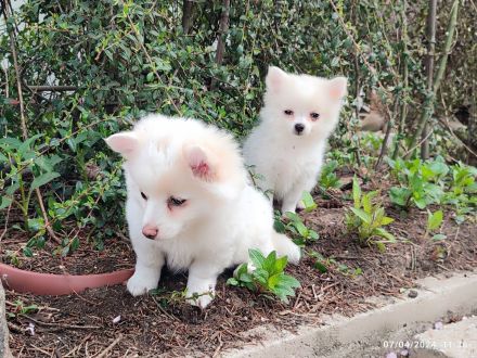3 Süße kleinspitz... Sie sehen aus wie Wattebäusche
