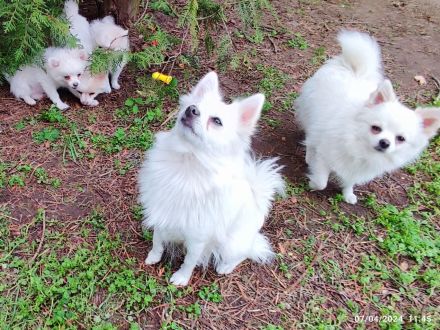 3 Süße kleinspitz... Sie sehen aus wie Wattebäusche