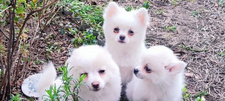 3 Süße kleinspitz... Sie sehen aus wie Wattebäusche