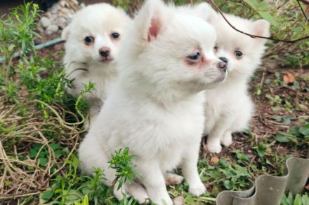 3 Süße kleinspitz... Sie sehen aus wie Wattebäusche