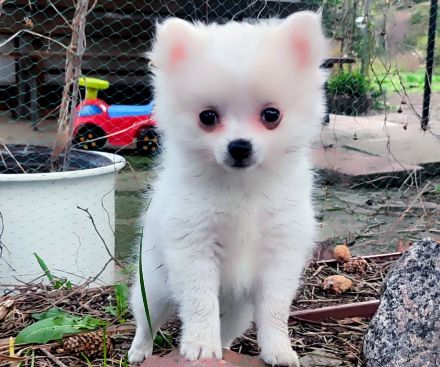 3 Süße kleinspitz... Sie sehen aus wie Wattebäusche