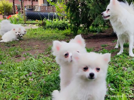 3 Süße kleinspitz... Sie sehen aus wie Wattebäusche