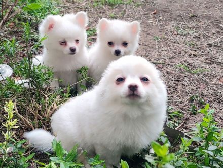 3 Süße kleinspitz... Sie sehen aus wie Wattebäusche