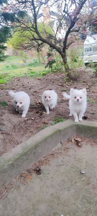 3 Süße kleinspitz... Sie sehen aus wie Wattebäusche