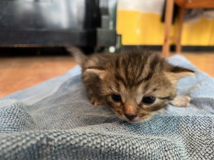 2 süße Kätzchen suchen ein zu Hause