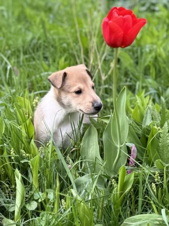 Kurzhaarcollie-wir haben Welpen