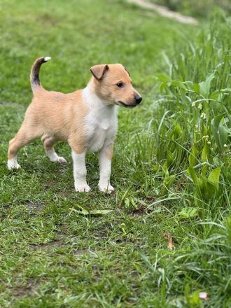 Kurzhaarcollie-wir haben Welpen