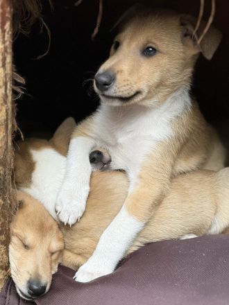 Kurzhaarcollie-wir haben Welpen