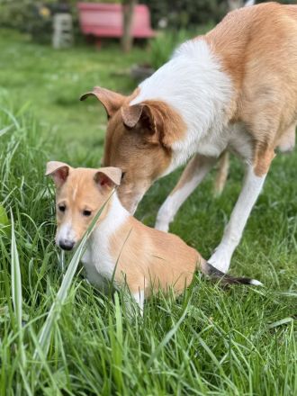 Kurzhaarcollie-wir haben Welpen