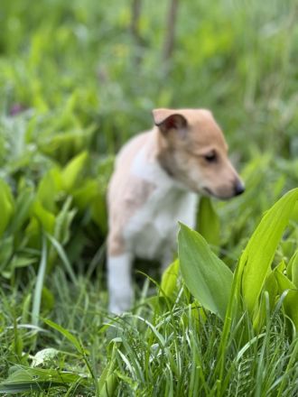 Kurzhaarcollie-wir haben Welpen
