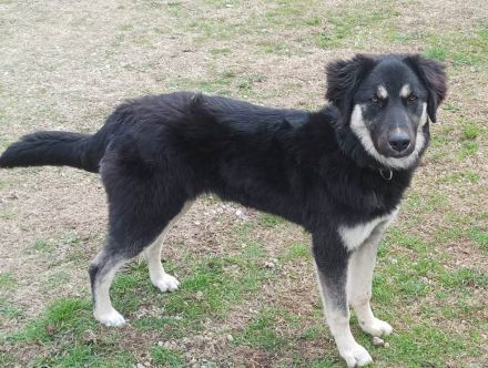 Amy - aufgeweckte Junghündin sucht sportliche Familie