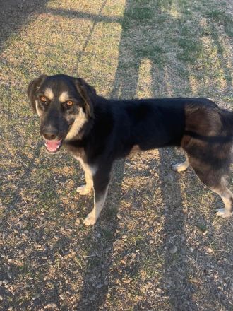 Amy - aufgeweckte Junghündin sucht sportliche Familie