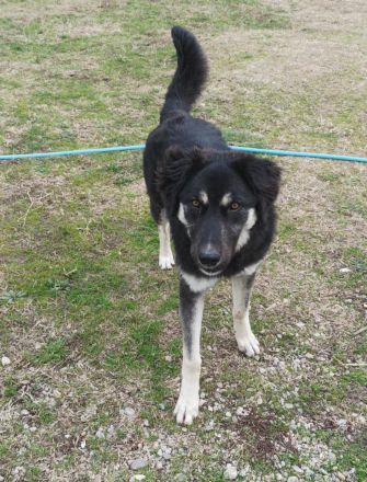 Amy - aufgeweckte Junghündin sucht sportliche Familie