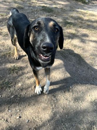 Pepita - Traumhündin mit Potential sucht dich!