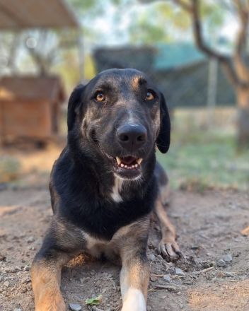 Pepita - Traumhündin mit Potential sucht dich!