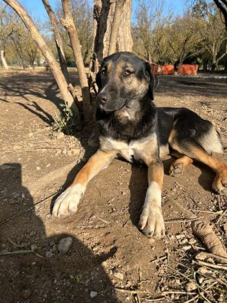 Pepita - Traumhündin mit Potential sucht dich!