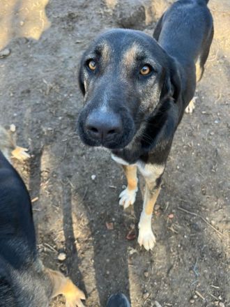 Pepita - Traumhündin mit Potential sucht dich!