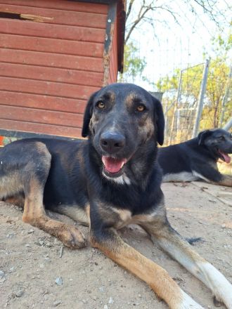 Pepita - Traumhündin mit Potential sucht dich!