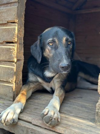 Pepita - Traumhündin mit Potential sucht dich!