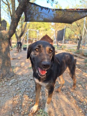 Pepita - Traumhündin mit Potential sucht dich!