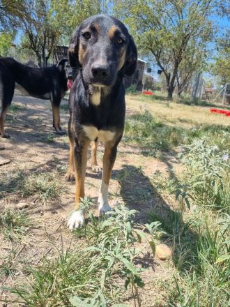 Pepita - Traumhündin mit Potential sucht dich!