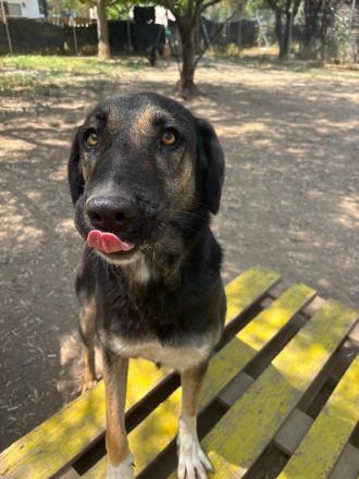 Pepita - eine wunderschöne Traumhündin!