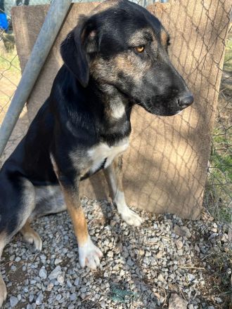 Pepita - Traumhündin mit Potential sucht dich!