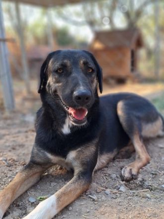 Pepita - Traumhündin mit Potential sucht dich!