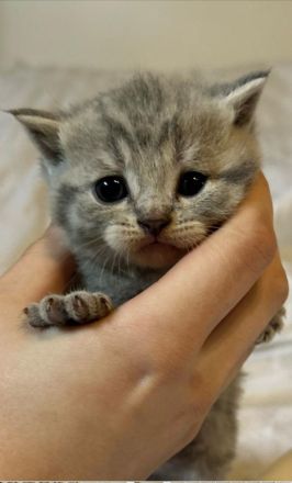 Reinrassige BKH Kitten