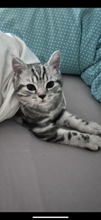 Reinrassige BKH Kitten