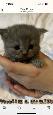 Reinrassige BKH Kitten