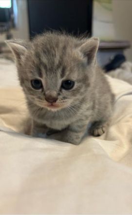 Reinrassige BKH Kitten