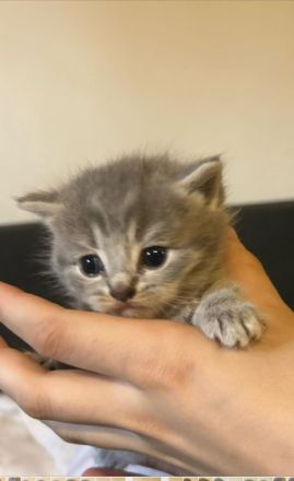 Reinrassige BKH Kitten