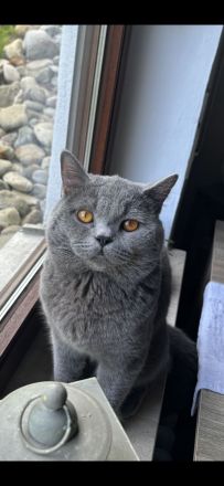 Reinrassige BKH Kitten