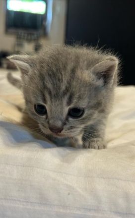 Reinrassige BKH Kitten