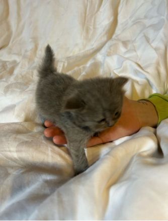 Reinrassige BKH Kitten