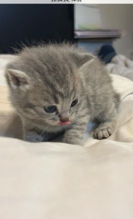 Reinrassige BKH Kitten