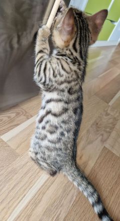 Reinrassige Bengalbaby