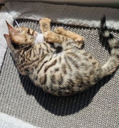Reinrassige Bengalbaby