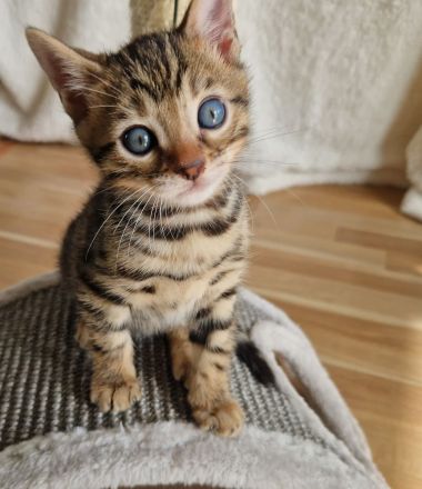 Reinrassige Bengalbaby