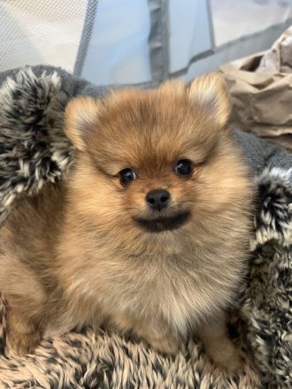 Pomeranian Zwergspitz