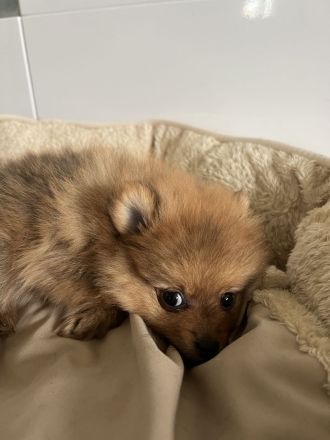 Pomeranian Zwergspitz