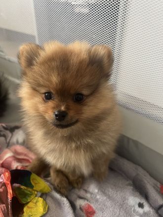 Pomeranian Zwergspitz