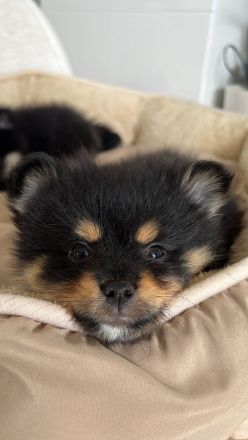 Pomeranian Zwergspitz