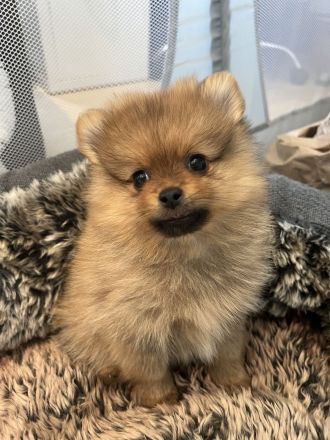 Pomeranian Zwergspitz