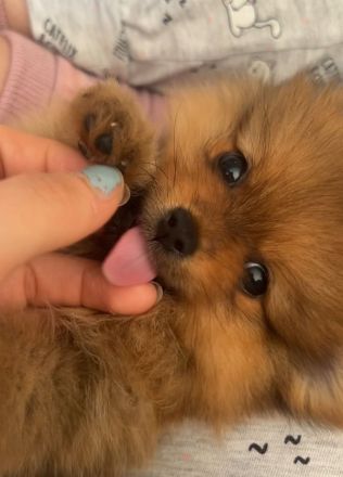 Pomeranian Zwergspitz